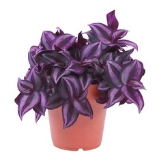 Традесканция Lundager trades purple joy р6 ldg