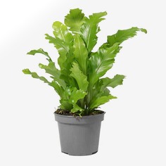 Асплениум Lundager asplenium nidus p6 ldg