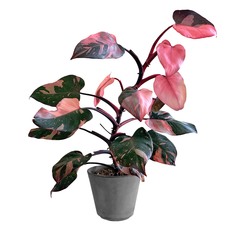 Филодендрон Lundager philod.pink princ 10/30 ldg