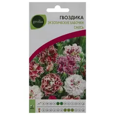 Гвоздика Geolia Экзотические бабочки