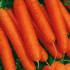 Семена Морковь «Нантская красная» САДОК