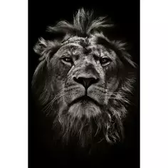 Картина на стекле «Мудрый лев» 40х60 см Без бренда