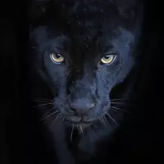 Картина на стекле «Элегант пантера» 40х40 см Без бренда