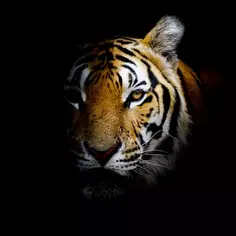 Картина на стекле «Непобедимый тигр» 40х40 см Без бренда