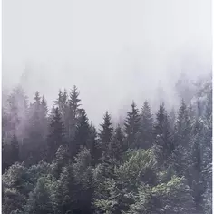 Картина на холсте «Туманный лес» 30x30 см Без бренда