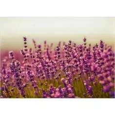 Картина на стекле «Цветы лаванды» 50х70 см Без бренда