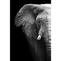 Картина на стекле «Слон» 40x60 см Без бренда