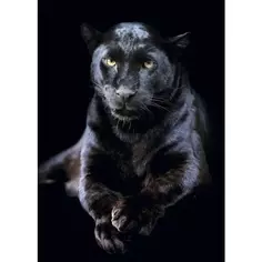 Постер Черная пантера 50x70 см Без бренда