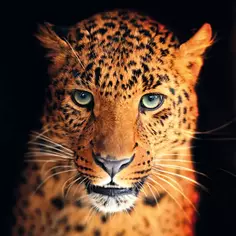 Картина на стекле "Леопард" 30x30 см Без бренда