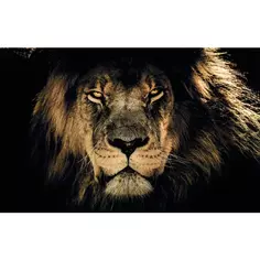 Картина на холсте Африканский лев 60x100 см Без бренда