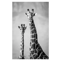 Картина на холсте "Жираф" 70x110 см Без бренда