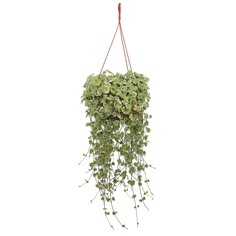 Будра БГРД в кашпо с5.5