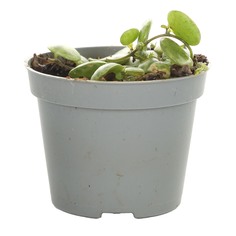 Пеперомия Lundager peperomia prostrata 6/10 ldg