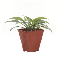 Хоста БГРД hosta halcyon c2