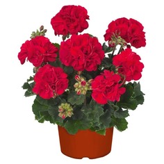 Пеларгония БГРД тренд ред с1/22