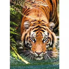 Постер Тигр 50x70 см Без бренда