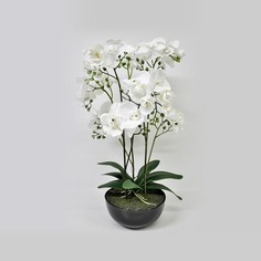 Орхидея фаленопсис Конэко-О в кашпо 70 см