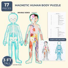 Магнитный пазл «Человеческое тело» для детей, двусторонний (3 фута, 17 деталей) Blue Panda