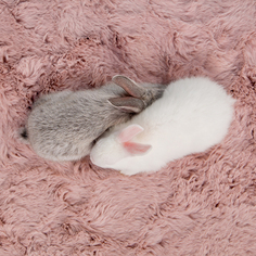 Ковер Rabbit розовый 160 x 230 Лазурит