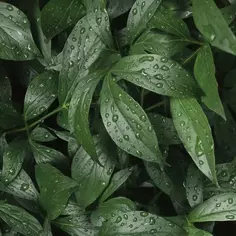 Стеновая панель Botanical Gar 240x0.4x60 см АКП цвет зеленый Без бренда