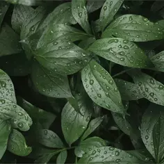 Стеновая панель Botanical Gar 120x0.4x60 см алюминий цвет зеленый Без бренда