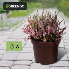 Горшок для рассады, 3 л, d = 19 см, h = 15 см, коричневый, greengo