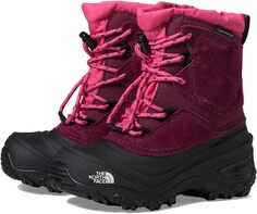 Зимние ботинки Alpenglow V Waterproof The North Face, цвет Boysenberry/TNF Black