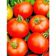 Семена овощей Agroni томат Белый налив АГРОНИ