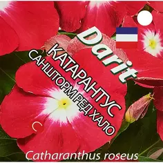 Семена цветов Дарит катарантус Саншторм Ред Хало 8 шт. Без бренда