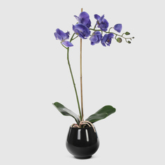 Орхидея в черном кашпо Конэко-О 567_10164185 50 см
