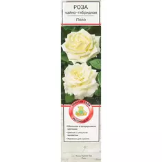 Роза чайно-гибридная Поло h100 см Без бренда