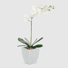 Орхидея в белом кашпо Конэко-О 554_10159_185 60 см