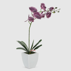 Орхидея в белом кашпо Конэко-О 57210159185 60 см