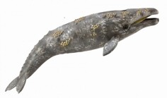 Фигурка животного Серый кит Collecta
