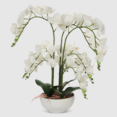 Орхидея Конэко-О 554_х6_657_x3 в белом кашпо 70 см