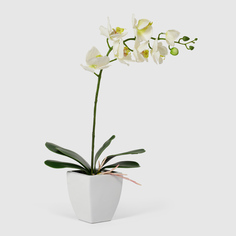 Орхидея Конэко-О 578_10159_185 в белом кашпо 60 см