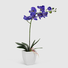 Орхидея Конэко-О 567_10159_185 в белом кашпо 60 см