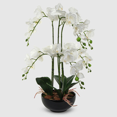 Орхидея Конэко-О 554_x6_10156 в черном кашпо 60 см