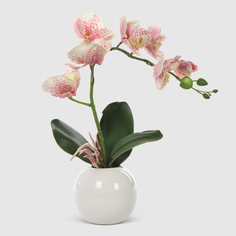 Орхидея в белом кашпо Конэко-О 576_10159_185 60 см