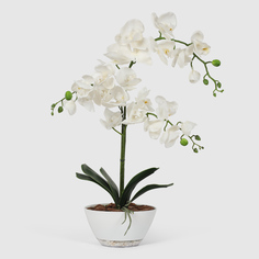 Орхидея Конэко-О 554_790 в кашпо лодочка 65 см