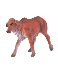 Теленок Брахмана рыжий, S Collecta