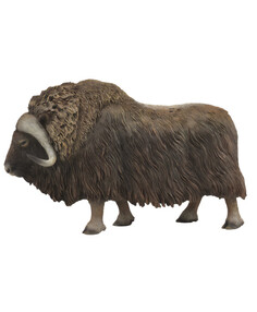 Бык Мускусный, L Collecta