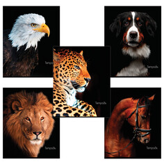 Тетради тетрадь 48л BRAUBERG Животные А5 клетка в асс-те