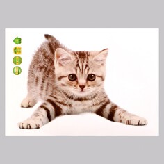 Наклейка 3д интерьерная котик 29*21см Take IT Easy