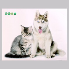 Наклейка 3д интерьерная домашние питомцы 50*40см Take IT Easy