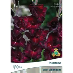 Гладиолус крупноцветковой Блэксюрпрайз 10/12, 3 шт ПОИСК