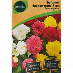 Бегония бахромчатая смесь окрасок Geolia 3 шт