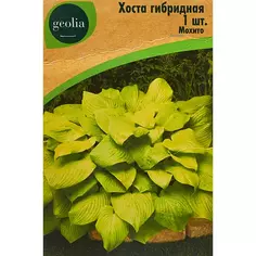 Хоста Geolia гибридная Мохито