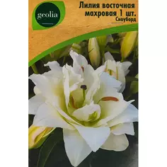 Лилия Geolia восточная махровая Сноуборд