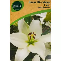 Лилия Geolia ла-гибрид Брайт Даймонд